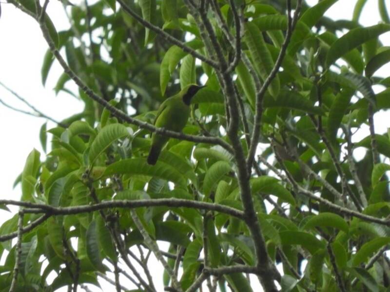 Sumatran Leafbird