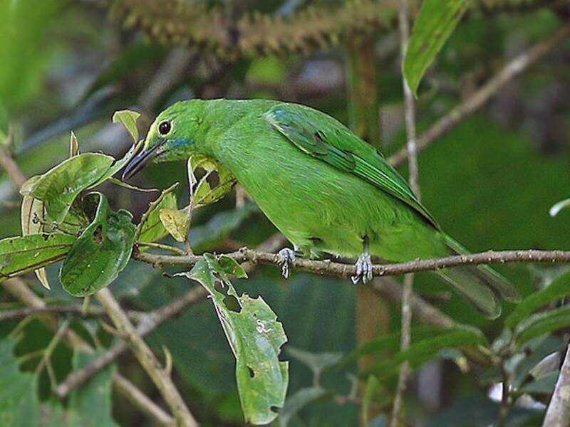 Sumatran Leafbird, Photos 2