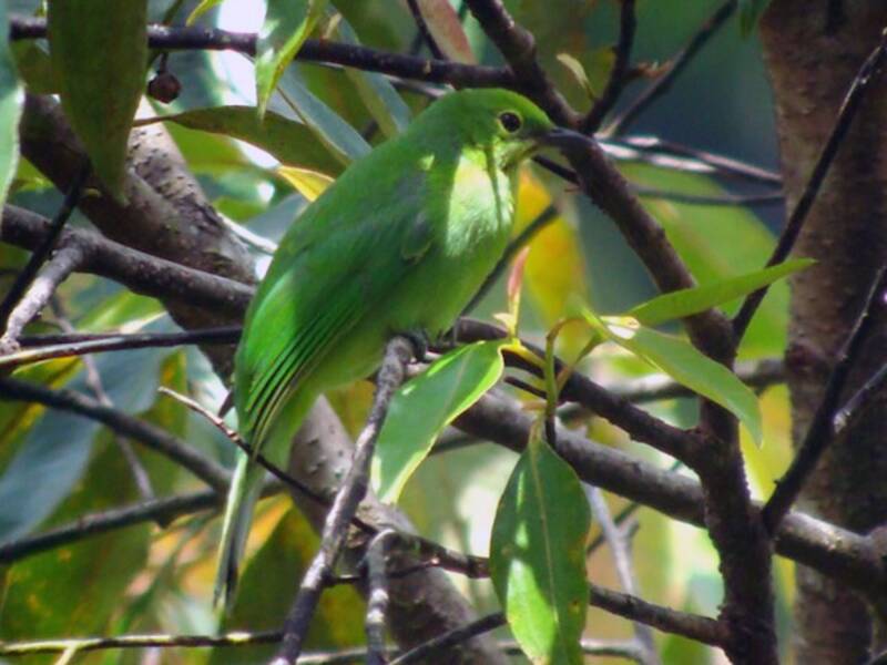 Sumatran Leafbird, Photos 4