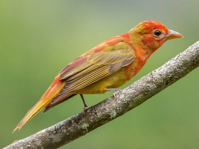 Tangara estiva
