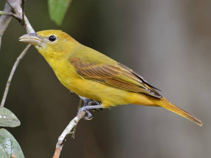 Piranga vermillon, Photos 2