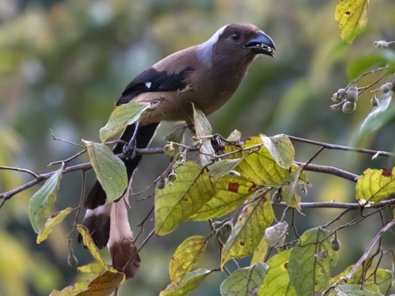 Sumatran Treepie
