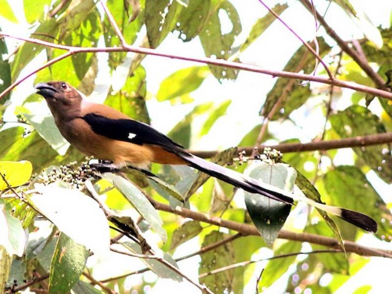 Sumatran Treepie, 照片 2
