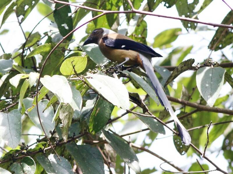 Sumatran Treepie, 照片 3