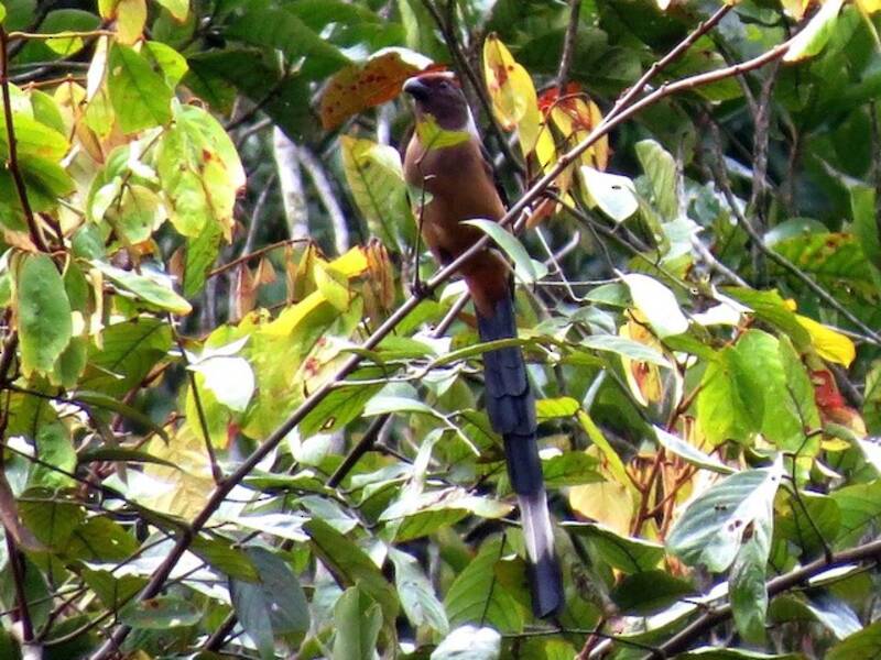 Sumatran Treepie, 照片 4