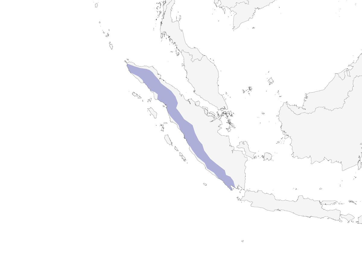 Sumatran Treepie, 分布 1