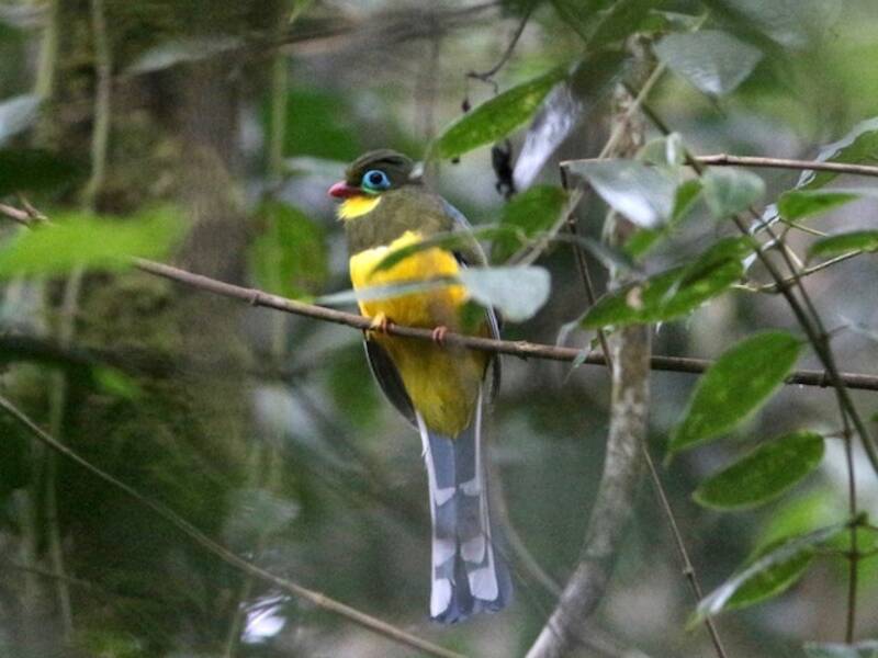 Trogón de Sumatra, Fotos 3