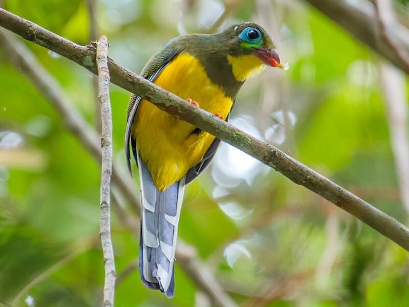 Trogón de Sumatra, Fotos 4
