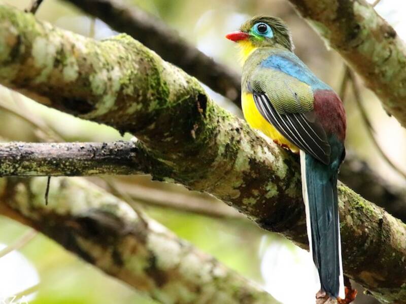 Trogón de Sumatra, Fotos 2