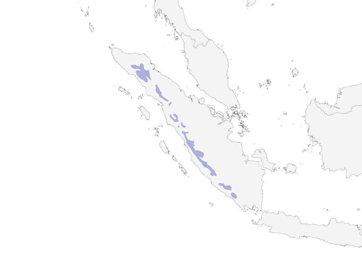 Garrulo-scricciolo di Sumatra, Distribuzione 1