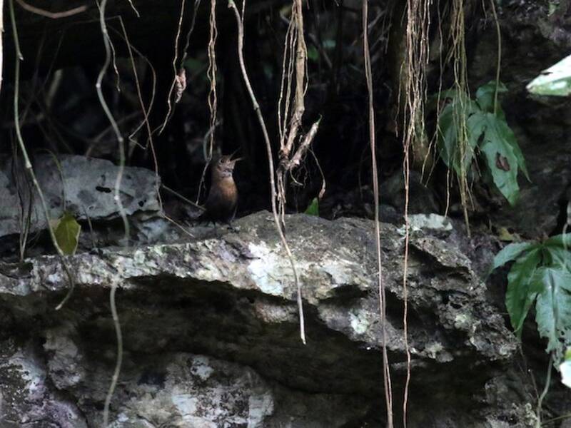 Troglodyte de Sumichrast, Photos 2