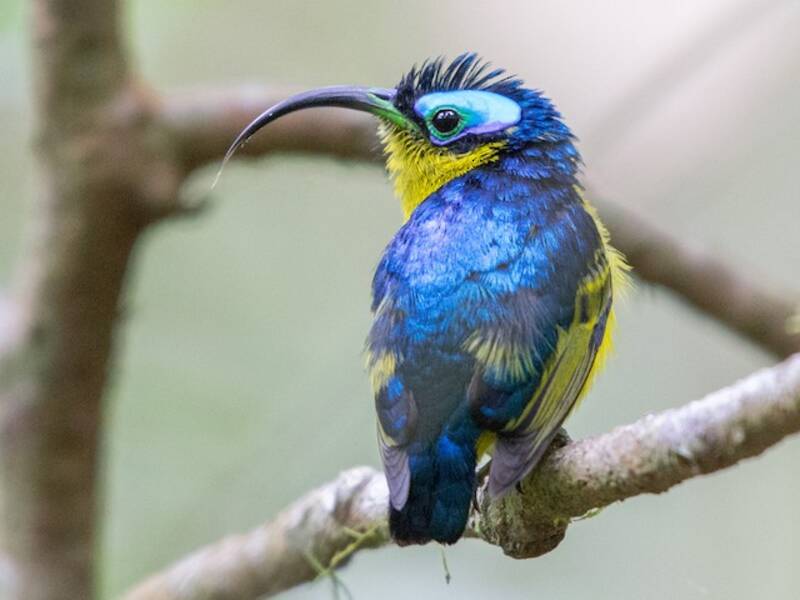 Beccoaculeo comune, Foto 4