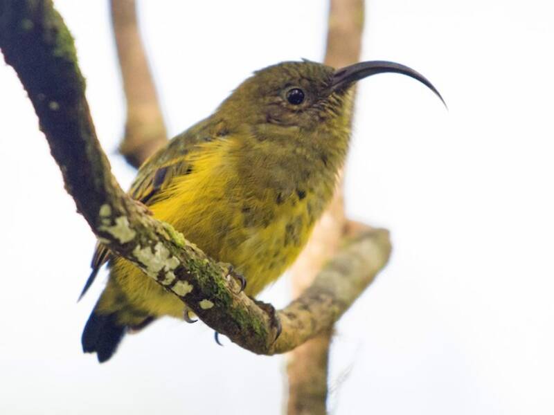 Common Sunbird-Asity (Neodrepanis coruscans)