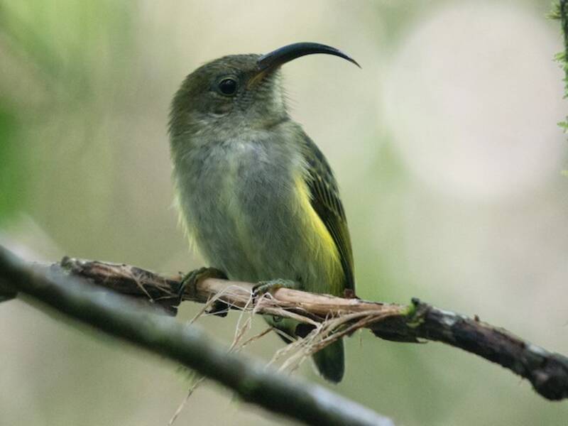 Beccoaculeo comune, Foto 2
