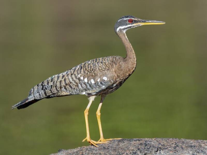 Sunbittern, Photos 3