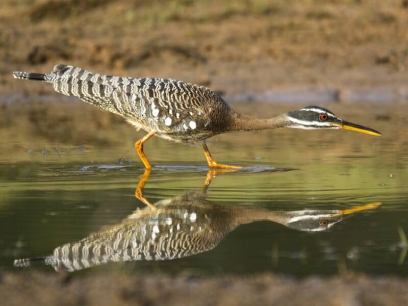 Sunbittern (Eurypyga helias)