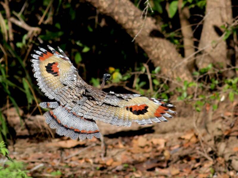 Sunbittern, Photos 2