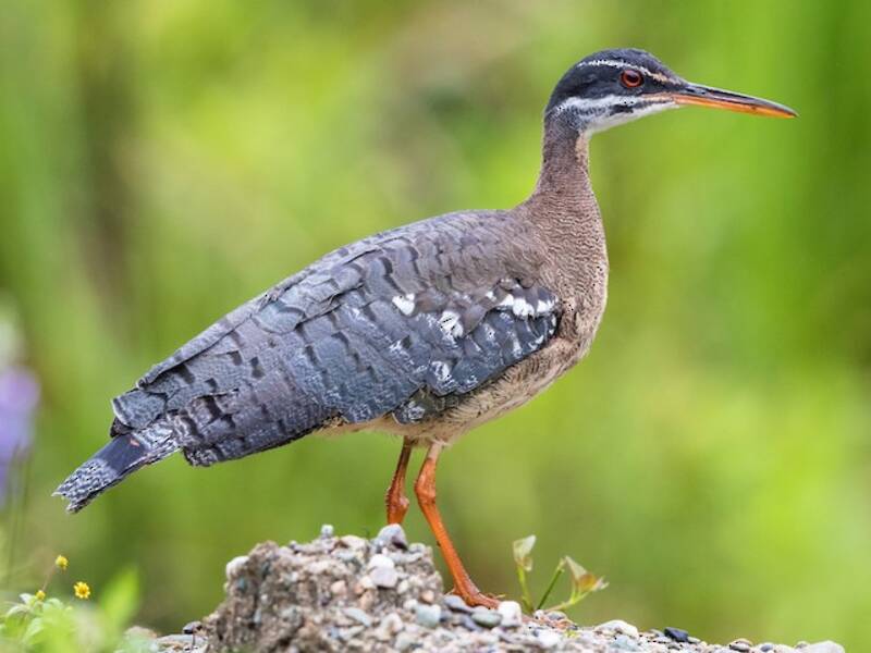 Sunbittern, Photos 4