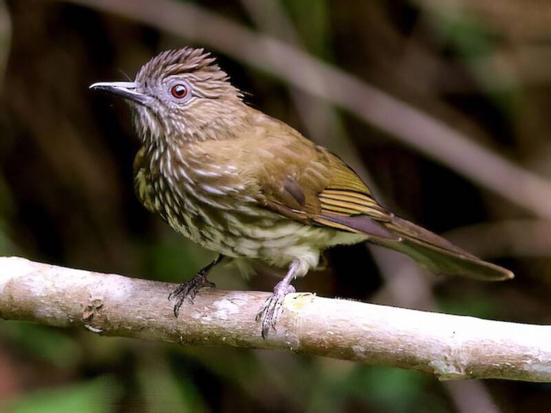 Bulbul di Sumatra, Foto 3