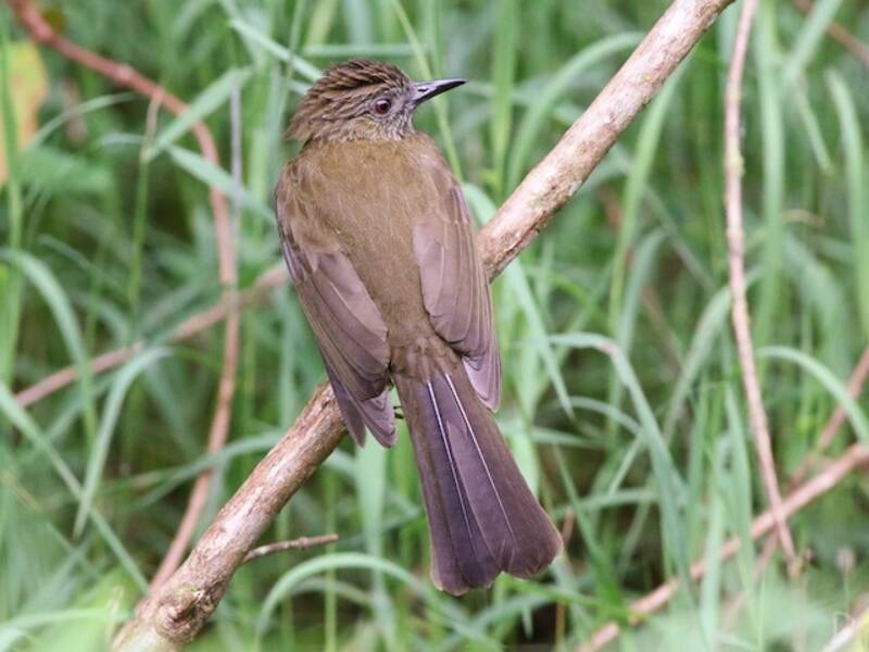 Bulbul di Sumatra, Foto 4