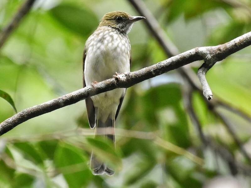 Bulbul di Sumatra