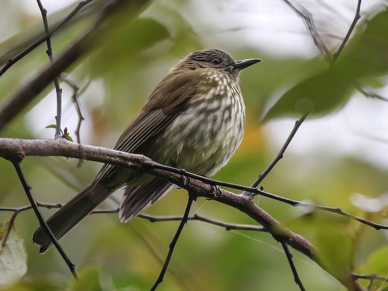 Bulbul di Sumatra, Foto 2