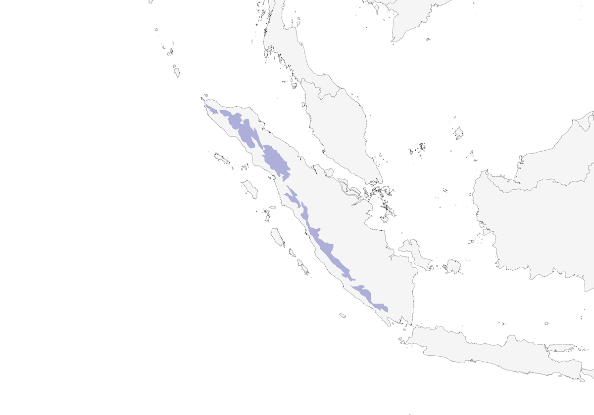 Bulbul di Sumatra, Distribuzione 1