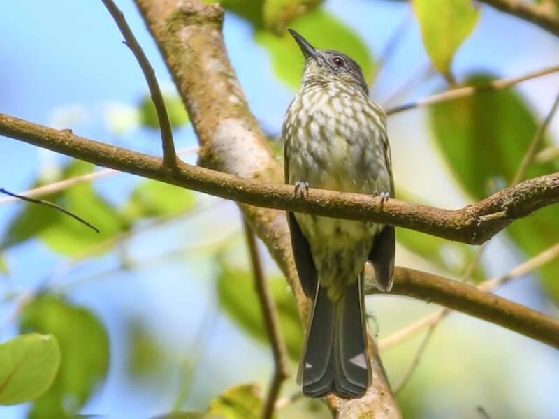 Bulbul de Java, Fotos 4