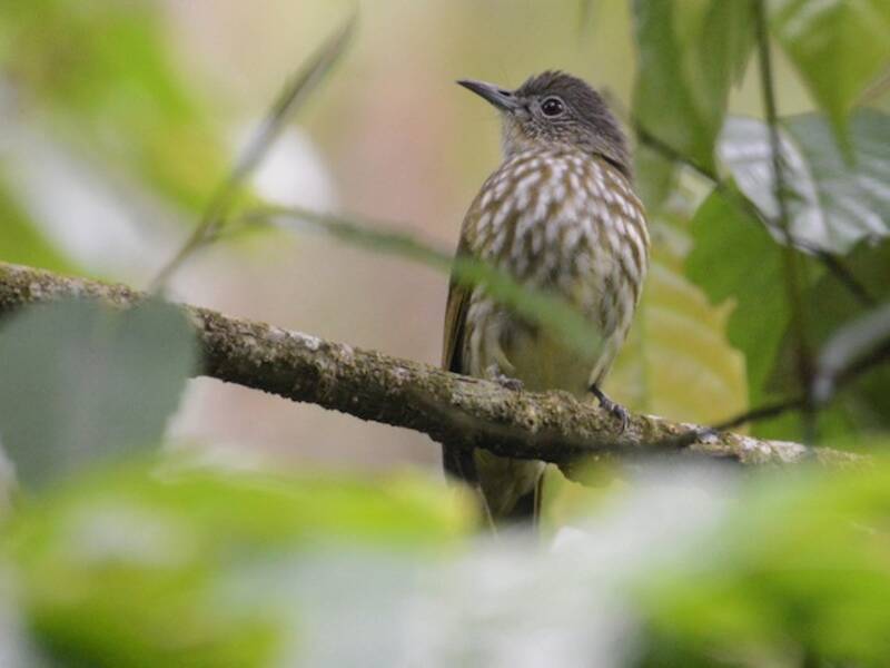 Bulbul de Java, Fotos 3