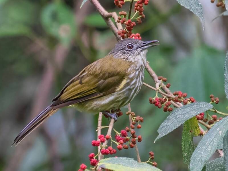 Bulbul de Java, Fotos 2