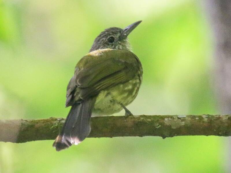 Javan Bulbul
