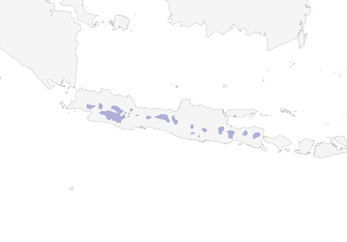 Bulbul de Java, Distribución 1