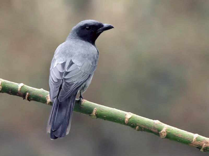 Sunda Cuckooshrike, Photos 3