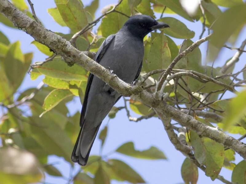 Sunda Cuckooshrike