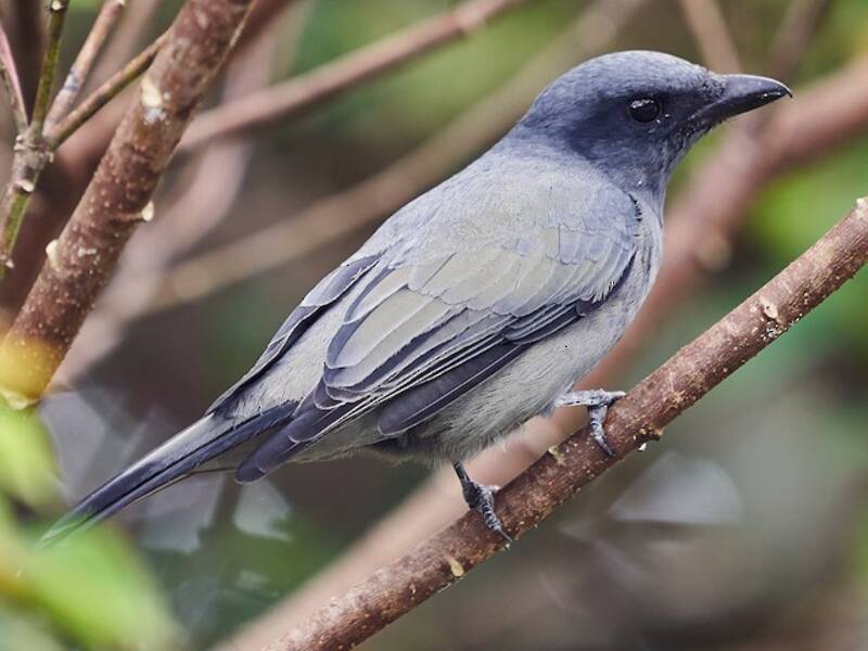 Sunda Cuckooshrike, Photos 2