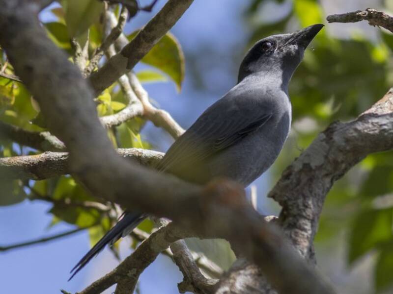 Sunda Cuckooshrike, Photos 4