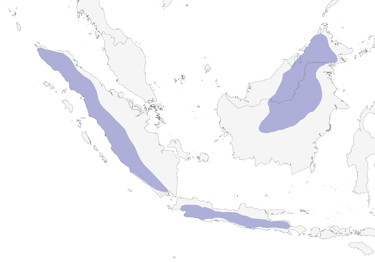 Sunda Cuckooshrike, Distribution 1