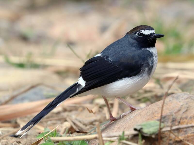 Sunda Forktail, Photos 4