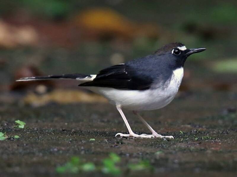 Sunda Forktail, Photos 3