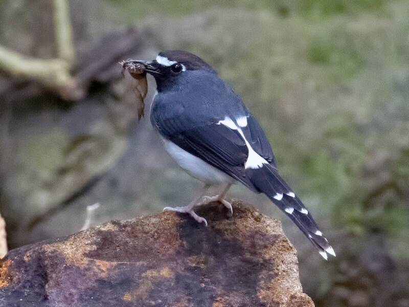 Sunda Forktail, Photos 2