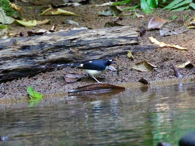 Sunda Forktail