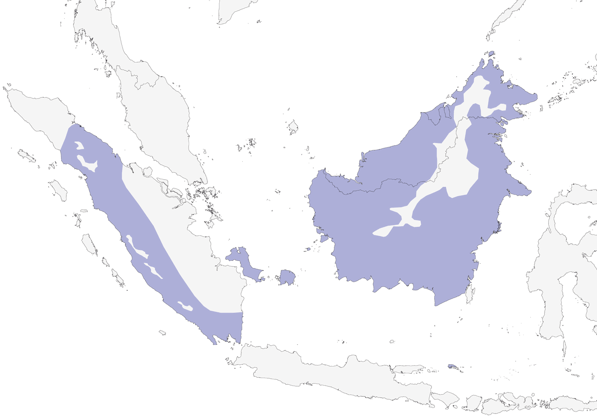 Podarge des Sunda, Distribution 1