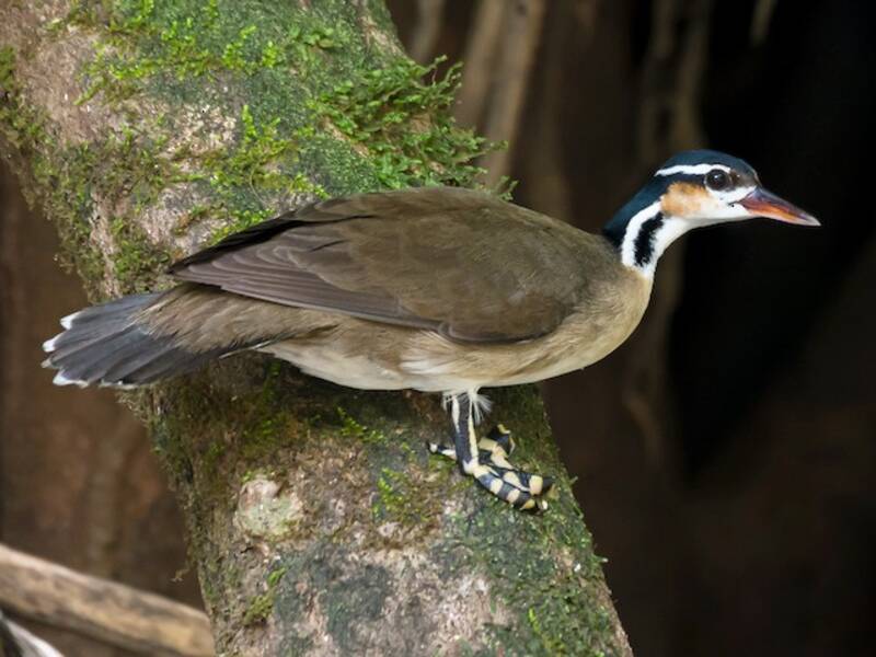 Sungrebe (Heliornis fulica)