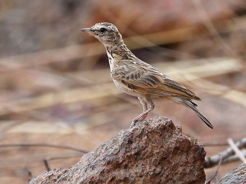 Allodola modesta, Foto 2