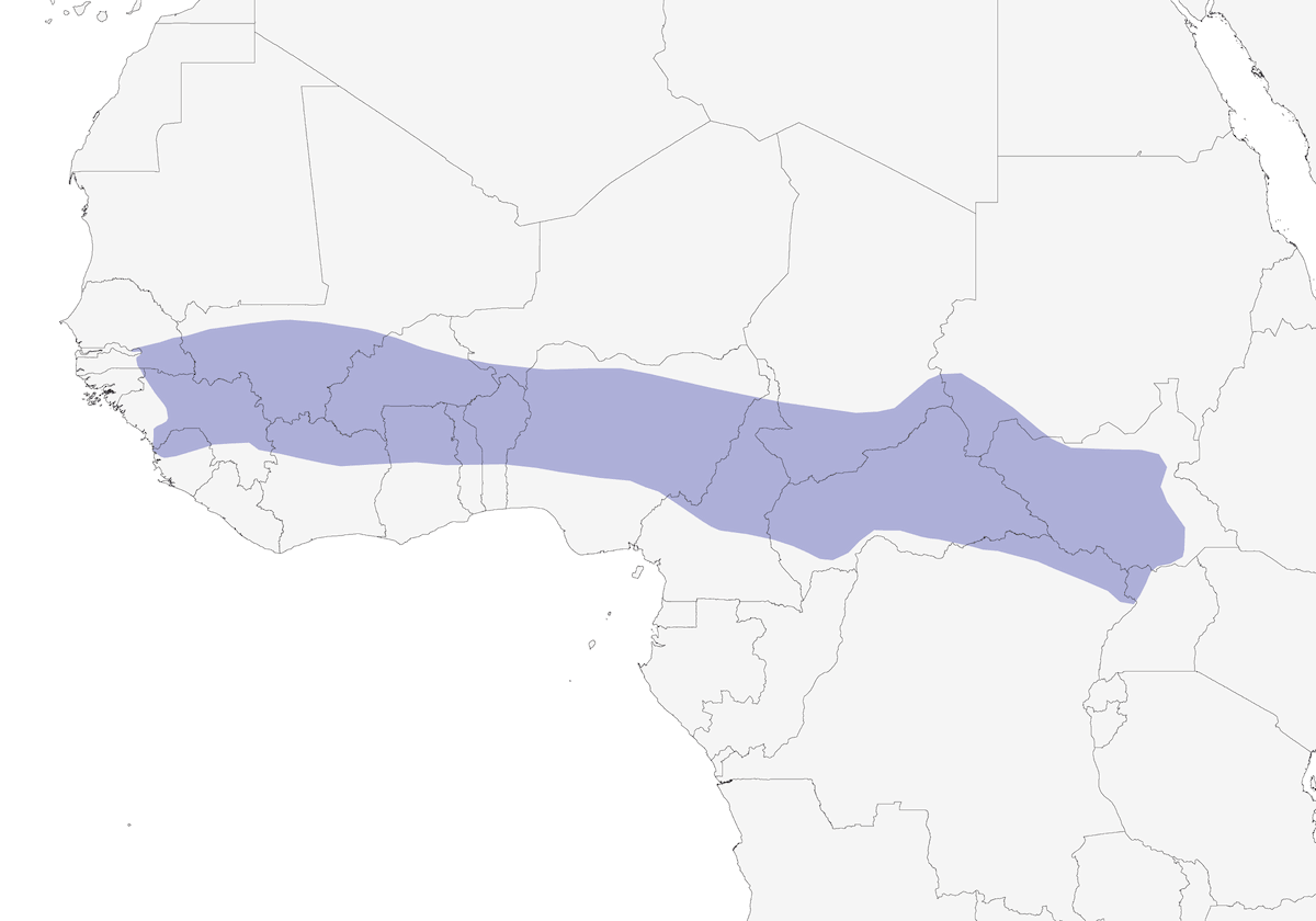 Allodola modesta, Distribuzione 1