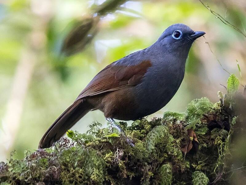 Sunda Laughingthrush, Photos 2