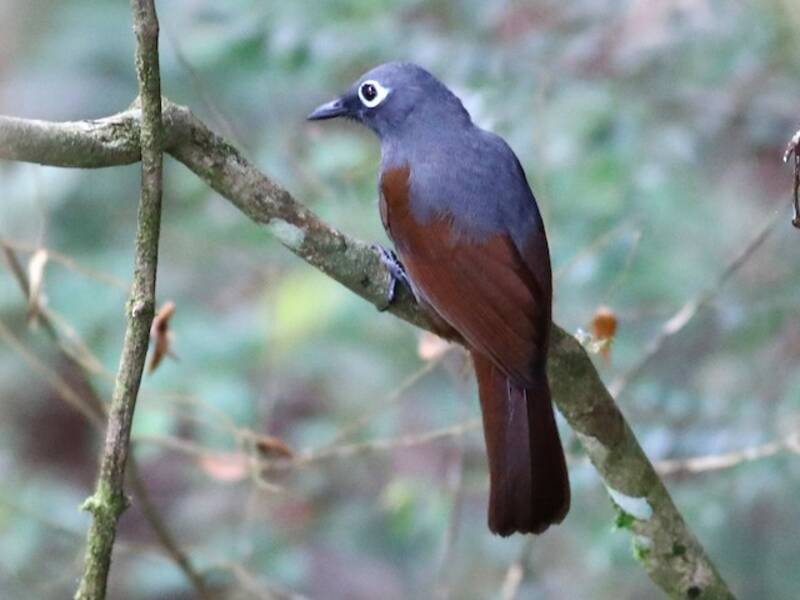 Sunda Laughingthrush, Photos 3
