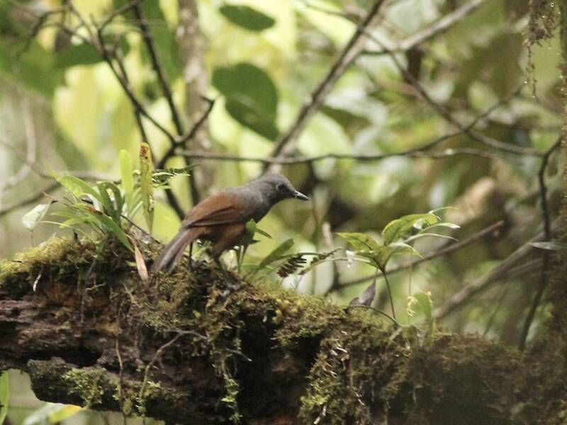 Sunda Laughingthrush, Photos 4