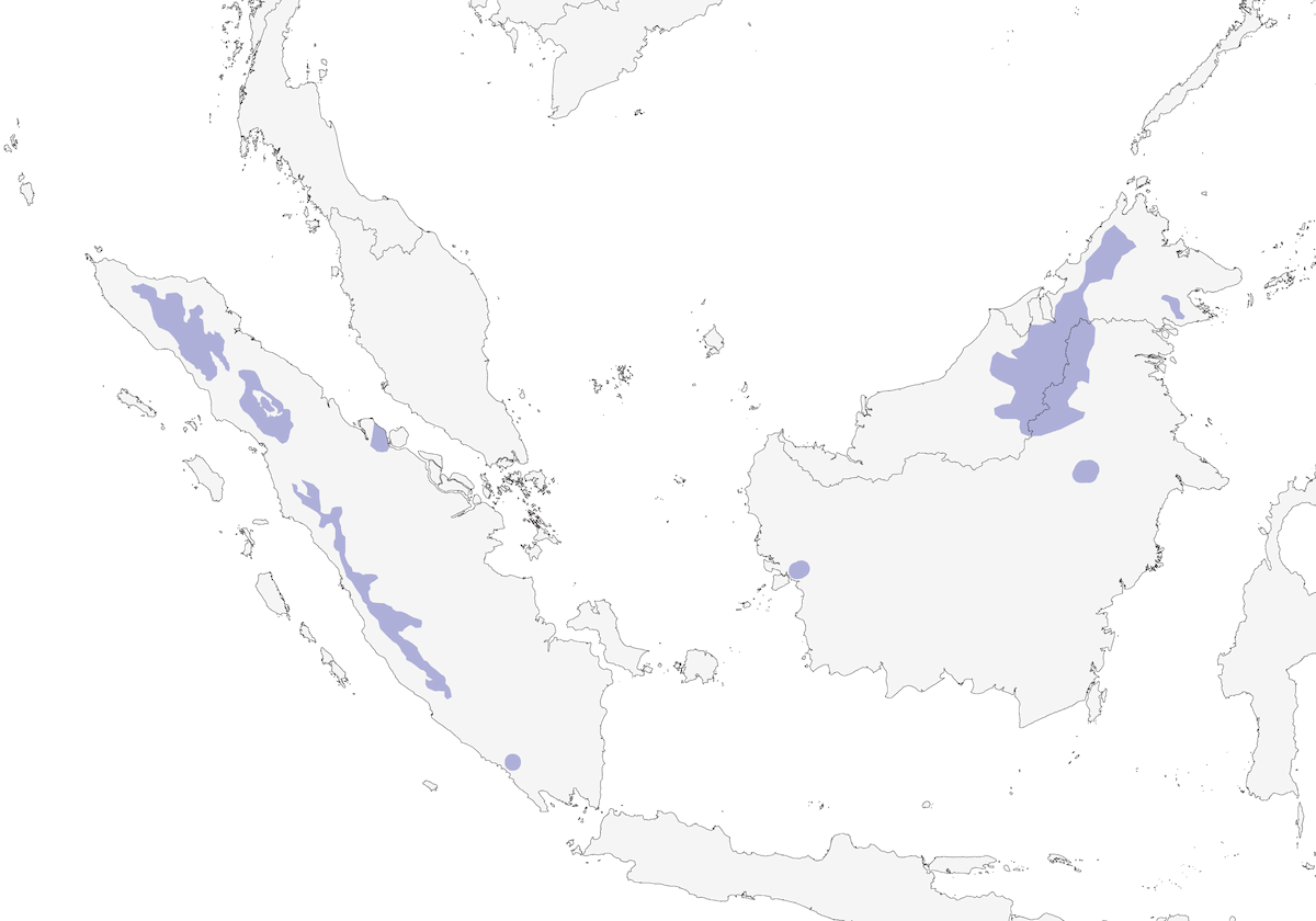 Sunda Laughingthrush, Distribution 1