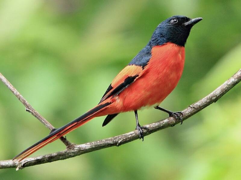 Minivet de la Sonda, Fotos 3